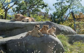 Paris Parc Zoologique Tickets