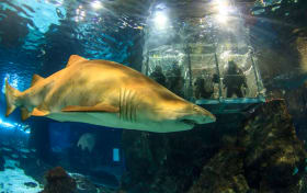 Biglietti per l'Aquarium di Barcellona