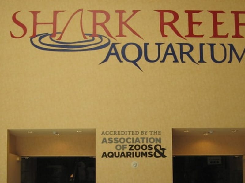 Shark Reef Aquarium is one of the very best things to do in Las Vegas
