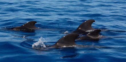 Wal- und Delfinbeobachtungstouren auf Teneriffa
