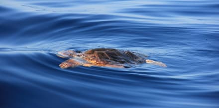 特內里費4個最佳皮划艇和浮潛之旅