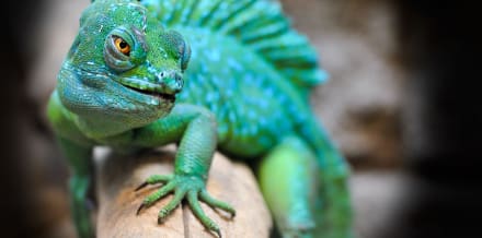 紐約市布朗克斯動物園的動物