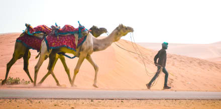 Kamelritte in Dubai