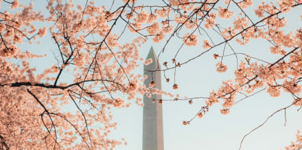 Bahar'da Washington DC'de Yapılacak 10 Şey