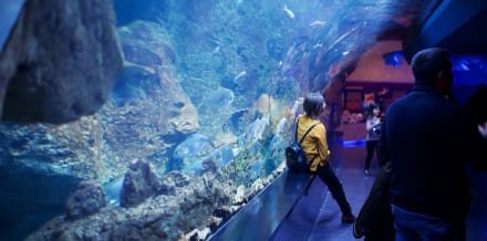 Bilety do Akwarium Sea Life w Monachium