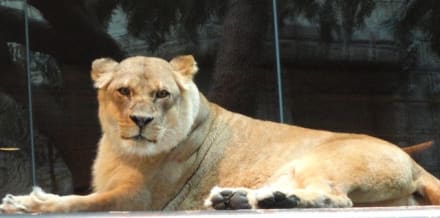 Aslan Habitatı Çiftliği Biletleri Las Vegas'ta: nasıl satın alınır ve fiyatlar