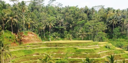 10 cose da vedere e fare a Bali a novembre
