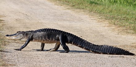 10個奧蘭多最佳的野生動物園探險