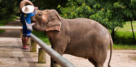 Santuari degli elefanti a Chiang Mai