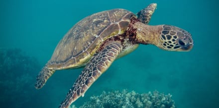 Snorkla i Maui