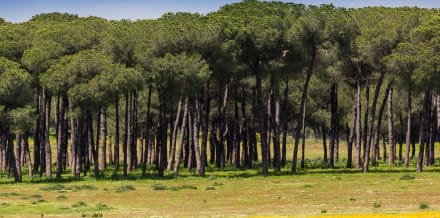 5 Best Day Trips to Doñana from Seville