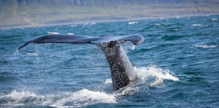 9 Best Whale Watching Tours in Reykjavik