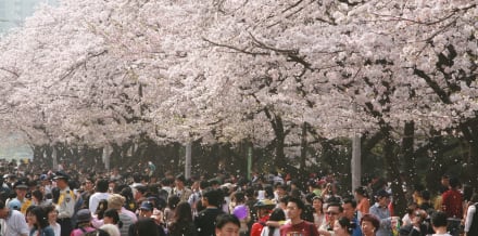 10 Things to Do in Seoul in March