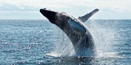 Whale Watching in Maui