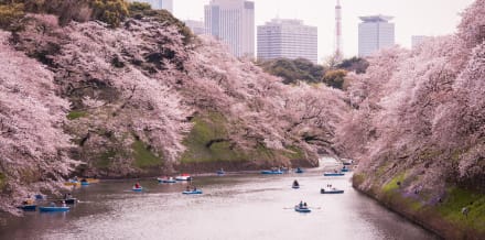 10 Dinge, die man im Frühling in Tokio unternehmen kann