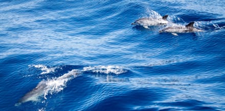 Les 6 meilleurs tours d'observation des dauphins à Gran Canaria.