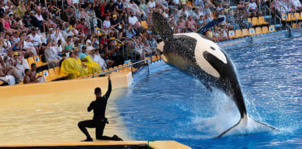 Loro Parque Teneriffa: Biljetter, priser, hitta hit och öppettider