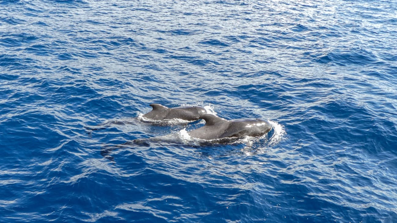 8 İpucu ile Tenerife'de Çocuklarla Balina İzleme