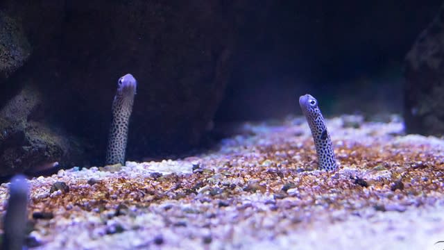 Bilety do akwarium SeaQuest w Las Vegas