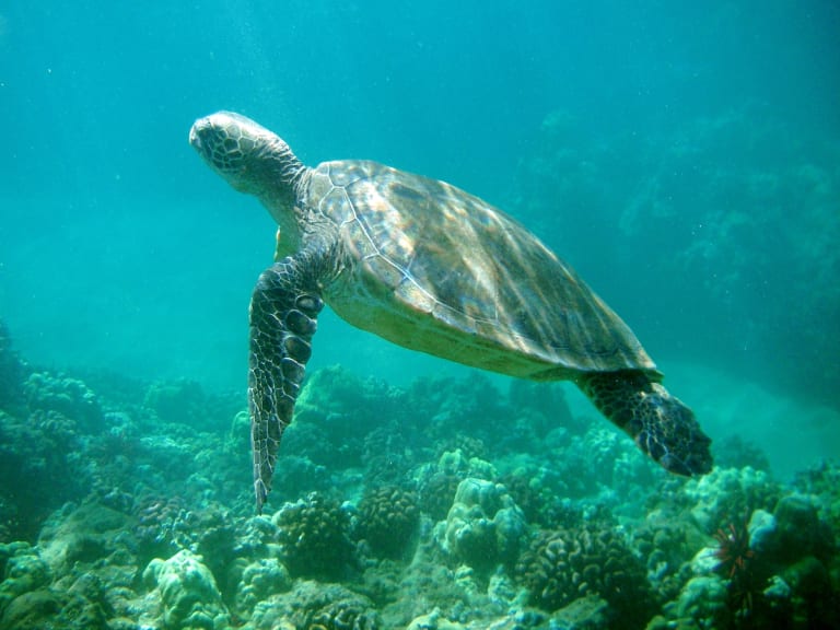 海龜悠游| ©Steve Jurvetson