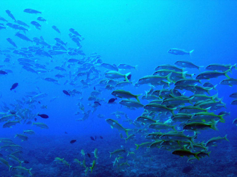 欣赏海洋生物的壮丽景色| ©Erik Charlton