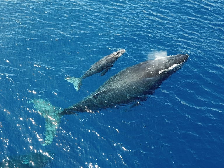 鯨魚在海面游泳| ©National Marine Sanctuaries