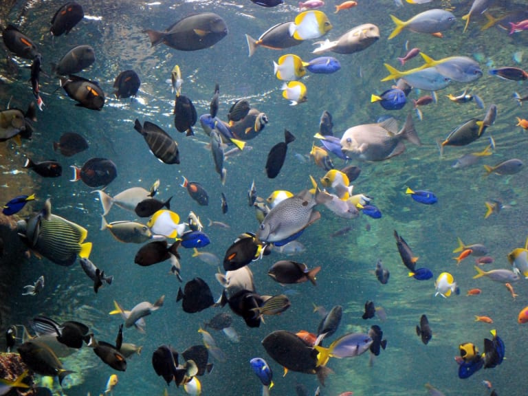 Steinhart Aquarium| ©Gunther Hagleitner