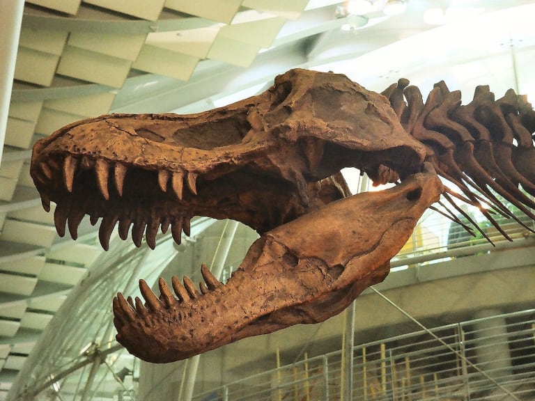 T-Rex-Schädel| ©Michael Fraley