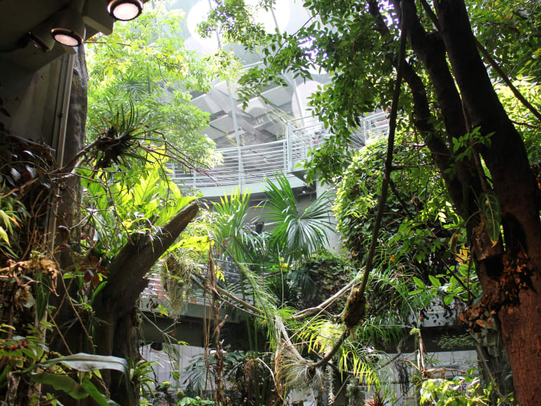 Regenwald| ©sobolevnrm
