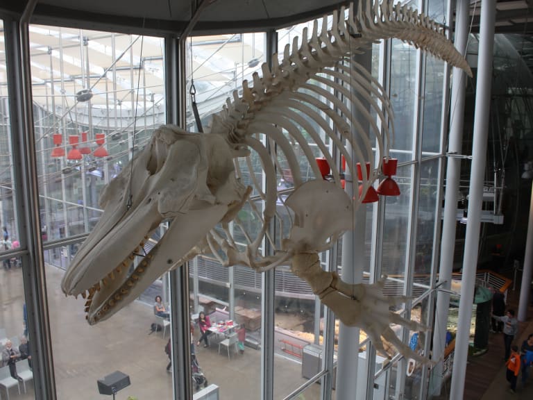 Skelett eines großen Blauwals aus dem Kimball Museum of Natural History.| ©ray_explores