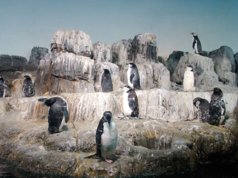 中央公園動物園的企鵝| ©Augie De Blieck