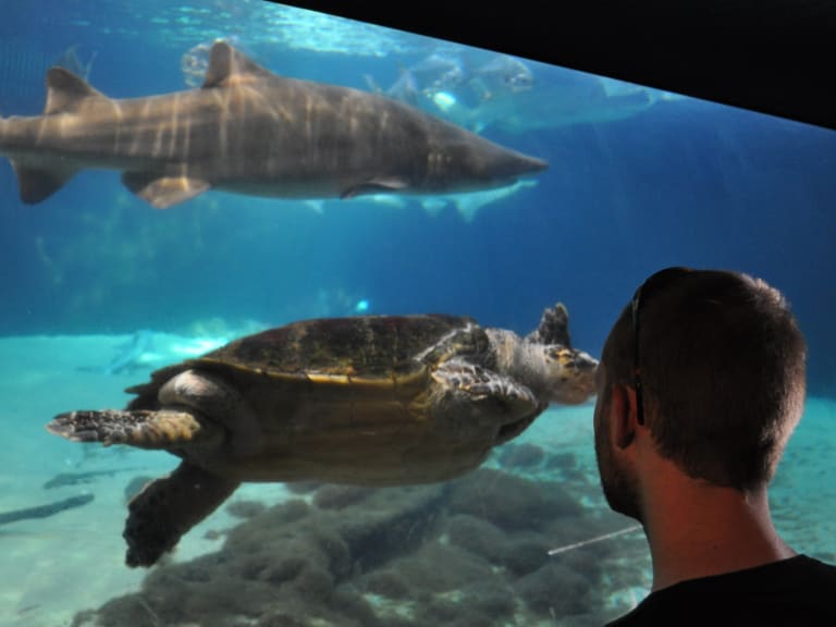 紐約水族館的一些物種| ©Kai Brinker