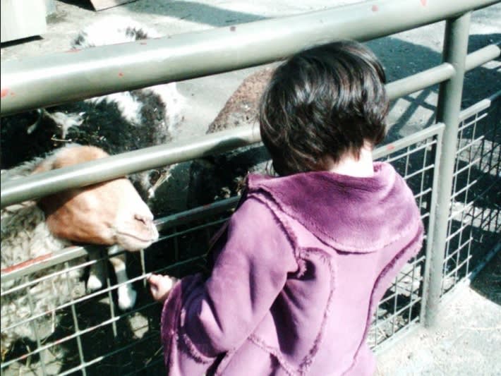 在布朗克斯動物園餵食綿羊| ©Jim Naureckas