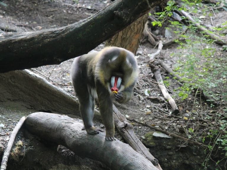 布朗克斯動物園物種| ©Shinya Suzuki