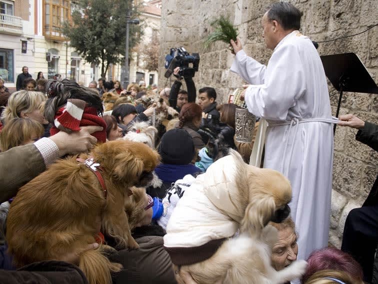Segnung der Tiere beim Fest des heiligen Abtes Antonius| ©Angel Cantero
