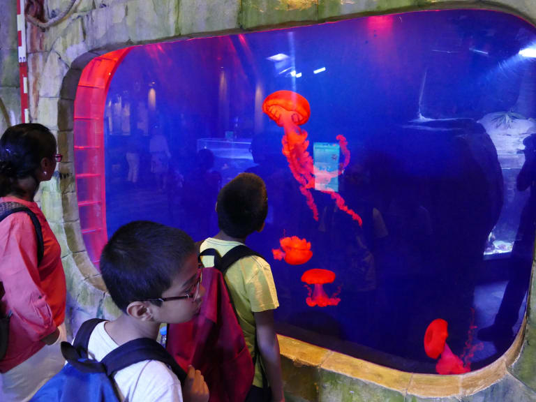 參觀杜拜水族館| ©Ankur Panchbudhe