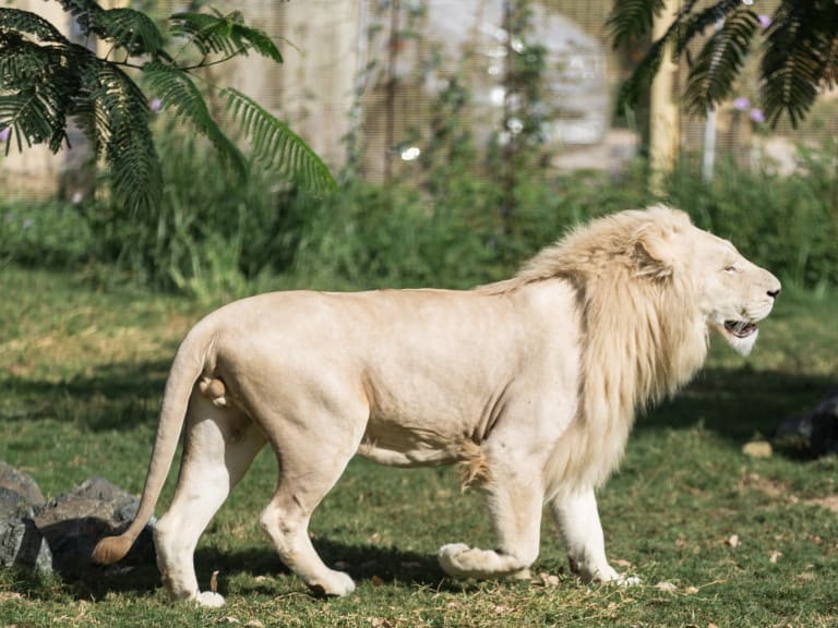 杜拜野生動物公園的白獅| ©Asif Ali Yousafzai