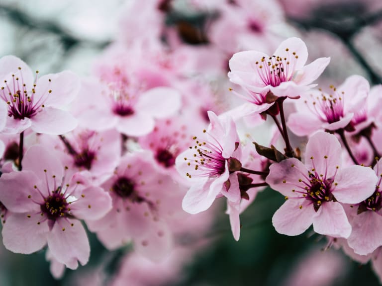 櫻花和玉蘭花| ©Brett Sayles