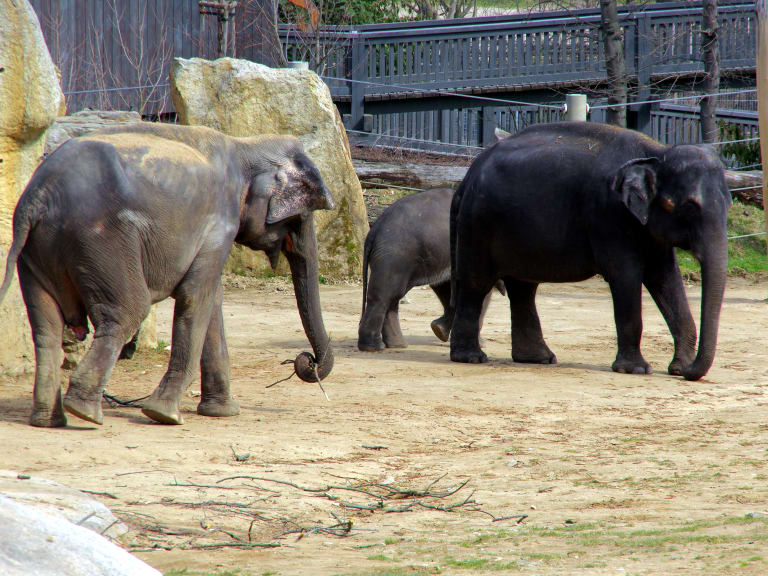 Elefantental im Prager Zoo| ©Donald Judge