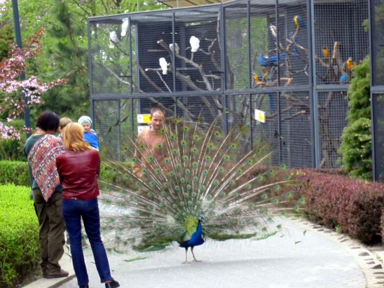 Påfågel på Krakow Zoo| ©Craig Wyzik