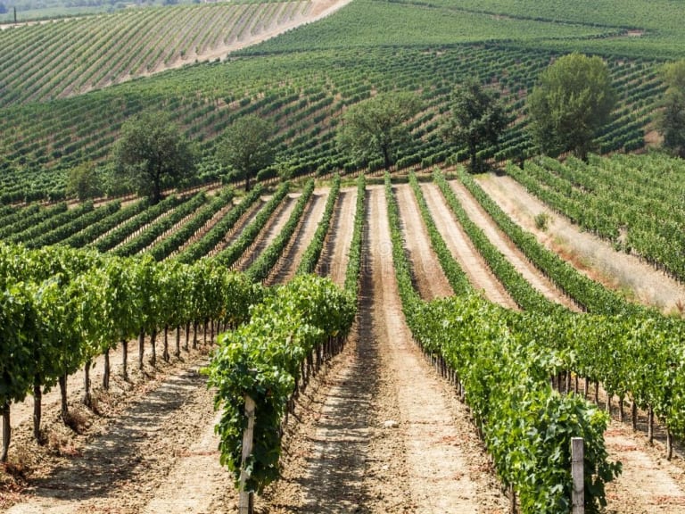 Montepulciano 葡萄園| ©Michele Alfieri