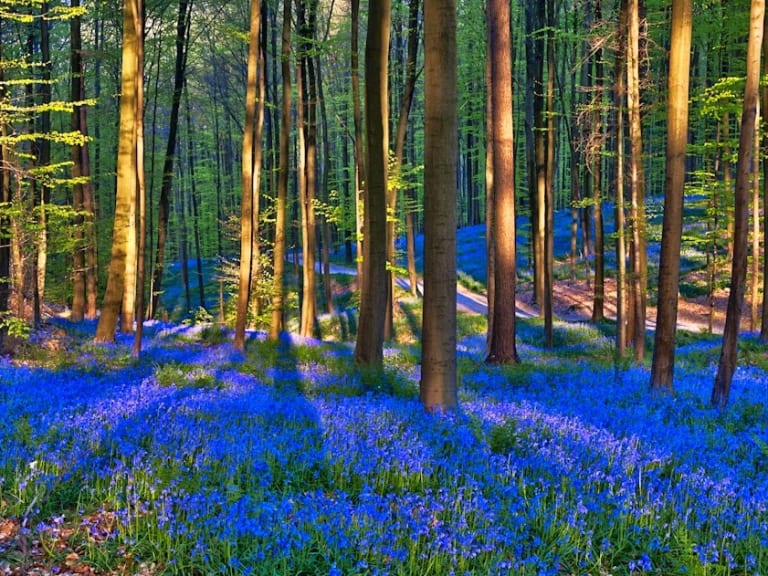 哈勒森林| ©TopBruselas