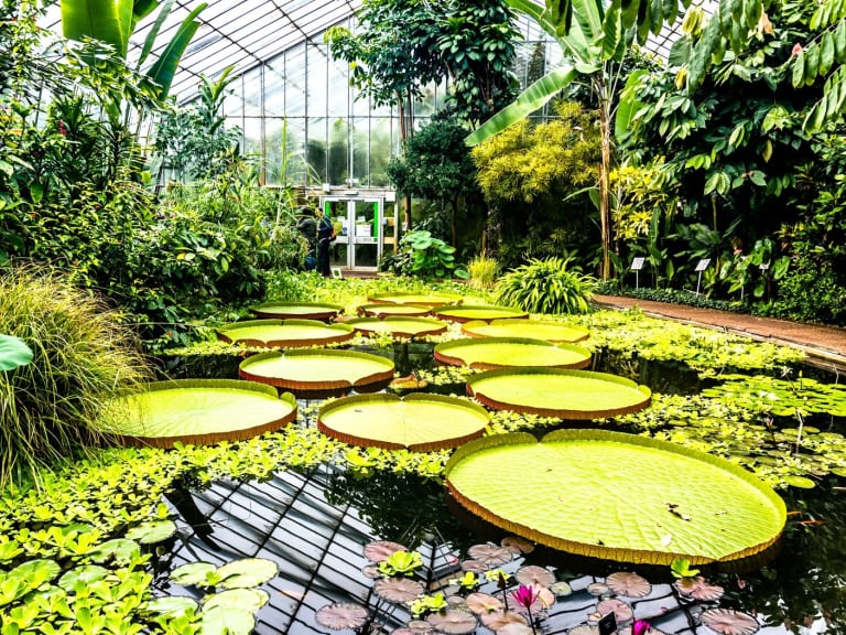 Inside the Royal Botanic Gardens| ©Tomas D