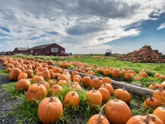 Craige Pumpkin Farm| ©Tom D