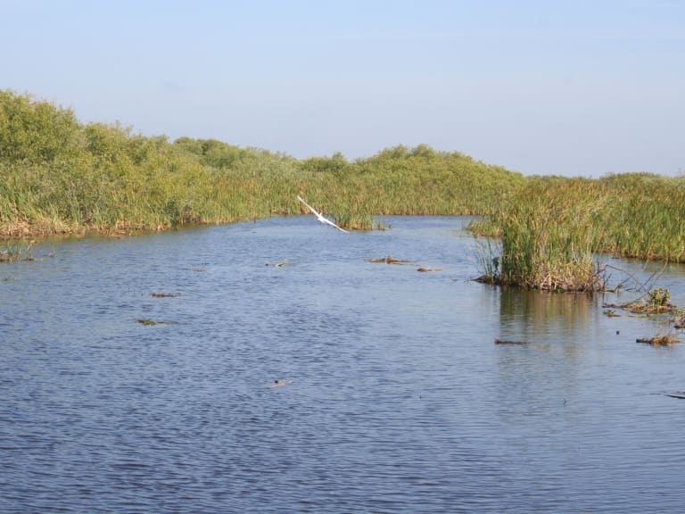 Everglades'i tanımak| ©Anthony DiLaura