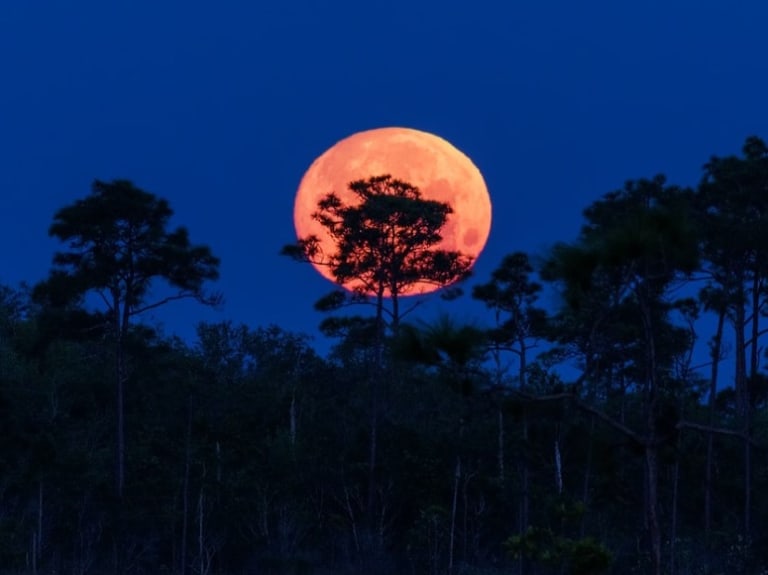 夜訪大沼澤地| ©Insite Image