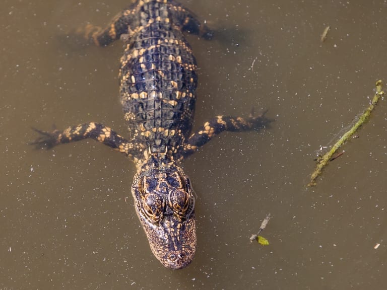 Everglades'te Kayman| ©Manuel ROMARIS