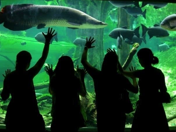 巴塞隆納水族館的深海世界| ©Oh-Barcelona.com