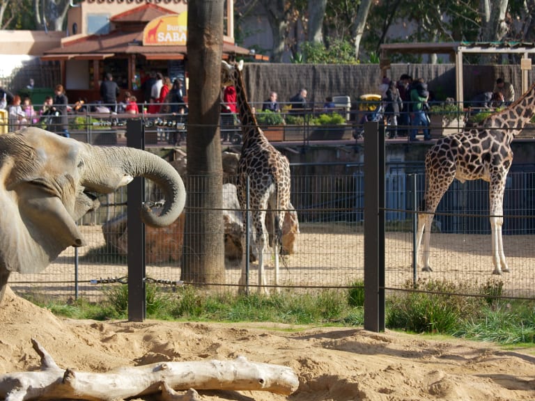 動物園的動物| ©Mario Sánchez Prada