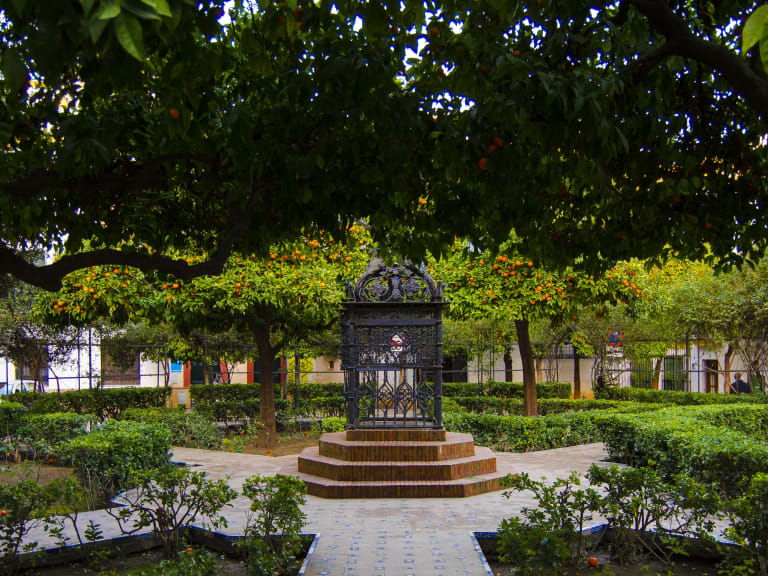 聖克魯斯廣場 (Plaza de Santa Cruz) 開滿了橙花| ©Danio Fernandez